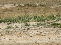 Chorlitejo chico - Charadrius dubius - Corriol anellat petit