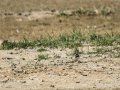 Chorlitejo chico - Charadrius dubius - Corriol anellat petit