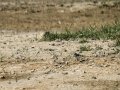 Chorlitejo chico - Charadrius dubius - Corriol anellat petit