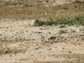 Chorlitejo chico - Charadrius dubius - Corriol anellat petit