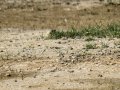 Chorlitejo chico - Charadrius dubius - Corriol anellat petit