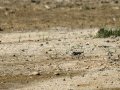 Chorlitejo chico - Charadrius dubius - Corriol anellat petit