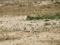 Chorlitejo chico - Charadrius dubius - Corriol anellat petit
