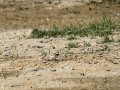 Chorlitejo chico - Charadrius dubius - Corriol anellat petit
