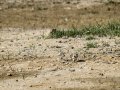 Chorlitejo chico - Charadrius dubius - Corriol anellat petit