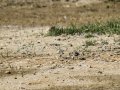 Chorlitejo chico - Charadrius dubius - Corriol anellat petit