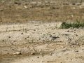 Chorlitejo chico - Charadrius dubius - Corriol anellat petit