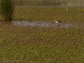 Delta del Llobregat