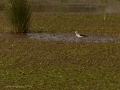 Delta del Llobregat