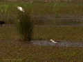 Delta del Llobregat