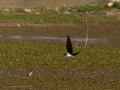Delta del Llobregat