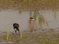 Delta del Llobregat