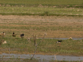 Delta del Llobregat