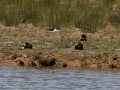 Delta del Llobregat