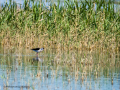 Cigüeñuela comun - Himantopus himantopus - Camallarga comú