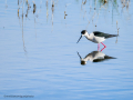 Cigüeñuela comun - Himantopus himantopus - Camallarga comú