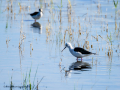 Cigüeñuela comun - Himantopus himantopus - Camallarga comú