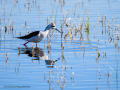 Cigüeñuela comun - Himantopus himantopus - Camallarga comú