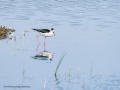 Cigüeñuela comun - Himantopus himantopus - Camallarga comú