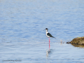 Cigüeñuela comun - Himantopus himantopus - Camallarga comú