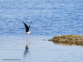 Cigüeñuela comun - Himantopus himantopus - Camallarga comú