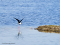 Cigüeñuela comun - Himantopus himantopus - Camallarga comú