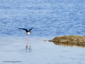 Cigüeñuela comun - Himantopus himantopus - Camallarga comú