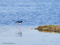 Cigüeñuela comun - Himantopus himantopus - Camallarga comú