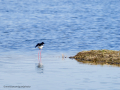 Cigüeñuela comun - Himantopus himantopus - Camallarga comú