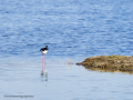 Cigüeñuela comun - Himantopus himantopus - Camallarga comú