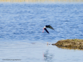 Cigüeñuela comun - Himantopus himantopus - Camallarga comú