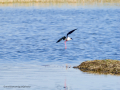 Cigüeñuela comun - Himantopus himantopus - Camallarga comú