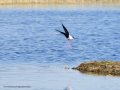 Cigüeñuela comun - Himantopus himantopus - Camallarga comú