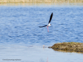 Cigüeñuela comun - Himantopus himantopus - Camallarga comú