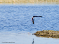 Cigüeñuela comun - Himantopus himantopus - Camallarga comú