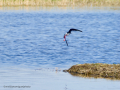 Cigüeñuela comun - Himantopus himantopus - Camallarga comú