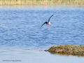 Cigüeñuela comun - Himantopus himantopus - Camallarga comú