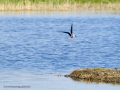 Cigüeñuela comun - Himantopus himantopus - Camallarga comú