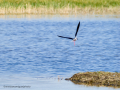 Cigüeñuela comun - Himantopus himantopus - Camallarga comú