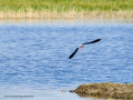 Cigüeñuela comun - Himantopus himantopus - Camallarga comú