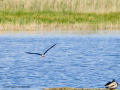 Cigüeñuela comun - Himantopus himantopus - Camallarga comú