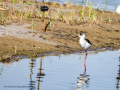 Cigüeñuela comun - Himantopus himantopus - Camallarga comú