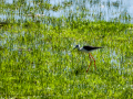 Cigüeñuela comun - Himantopus himantopus - Camallarga comú