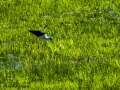 Cigüeñuela comun - Himantopus himantopus - Camallarga comú
