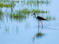 Cigüeñuela comun - Himantopus himantopus - Camallarga comú