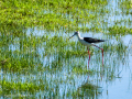 Cigüeñuela comun - Himantopus himantopus - Camallarga comú