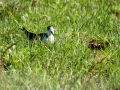 Cigüeñuela comun - Himantopus himantopus - Camallarga comú