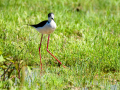 Cigüeñuela comun - Himantopus himantopus - Camallarga comú