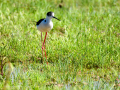 Cigüeñuela comun - Himantopus himantopus - Camallarga comú