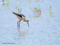 Cigüeñuela comun - Himantopus himantopus - Camallarga comú